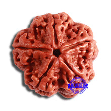 Load image into Gallery viewer, 5 Mukhi Rudraksha from Nepal - Bead No. 382