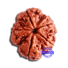 Load image into Gallery viewer, 5 Mukhi Rudraksha from Nepal - Bead No. 383
