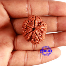 Load image into Gallery viewer, 5 Mukhi Rudraksha from Nepal - Bead No. 383