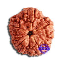 Load image into Gallery viewer, 5 Mukhi Rudraksha from Nepal - Bead No. 384