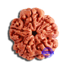 Load image into Gallery viewer, 5 Mukhi Rudraksha from Nepal - Bead No. 385