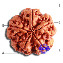 Load image into Gallery viewer, 5 Mukhi Rudraksha from Nepal - Bead No. 386