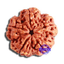 Load image into Gallery viewer, 5 Mukhi Rudraksha from Nepal - Bead No. 386