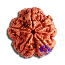 Load image into Gallery viewer, 5 Mukhi Rudraksha from Nepal - Bead No. 387
