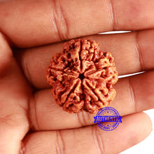 Load image into Gallery viewer, 5 Mukhi Rudraksha from Nepal - Bead No. 387