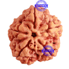 Load image into Gallery viewer, 5 Mukhi Rudraksha from Nepal - Bead No. 263