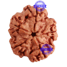 Load image into Gallery viewer, 5 Mukhi Rudraksha from Nepal - Bead No. 277