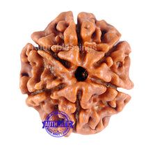 Load image into Gallery viewer, 6 Mukhi Rudraksha from Nepal - Bead No. 78