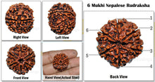 Load image into Gallery viewer, 6 Mukhi Nepalese Rudraksha - Big Size