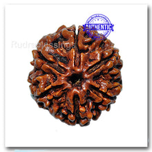 Load image into Gallery viewer, 6 Mukhi Nepalese Rudraksha - Big Size