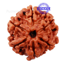 Load image into Gallery viewer, 6 Mukhi Rudraksha from Nepal - Bead No. 165