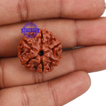 Load image into Gallery viewer, 6 Mukhi Rudraksha from Nepal - Bead No. 175