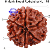 Load image into Gallery viewer, 6 Mukhi Rudraksha from Nepal - Bead No. 175