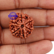 Load image into Gallery viewer, 6 Mukhi Rudraksha from Nepal - Bead No. 187