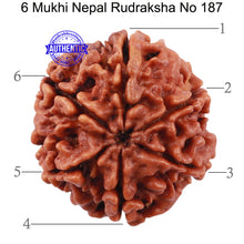 Load image into Gallery viewer, 6 Mukhi Rudraksha from Nepal - Bead No. 187