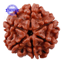 Load image into Gallery viewer, 6 Mukhi Rudraksha from Nepal - Bead No. 189