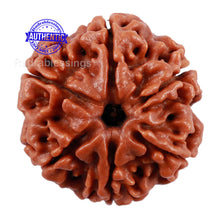 Load image into Gallery viewer, 6 Mukhi Rudraksha from Nepal - Bead No. 192