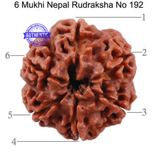 Load image into Gallery viewer, 6 Mukhi Rudraksha from Nepal - Bead No. 192