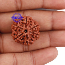 Load image into Gallery viewer, 6 Mukhi Rudraksha from Nepal - Bead No. 195