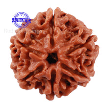 Load image into Gallery viewer, 6 Mukhi Rudraksha from Nepal - Bead No. 202