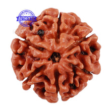 Load image into Gallery viewer, 6 Mukhi Rudraksha from Nepal - Bead No 204