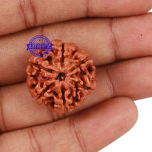 Load image into Gallery viewer, 6 Mukhi Rudraksha from Nepal - Bead No 204