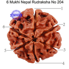 Load image into Gallery viewer, 6 Mukhi Rudraksha from Nepal - Bead No 204