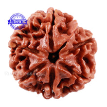 Load image into Gallery viewer, 6 Mukhi Rudraksha from Nepal - Bead No. 211