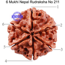 Load image into Gallery viewer, 6 Mukhi Rudraksha from Nepal - Bead No. 211