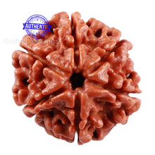 Load image into Gallery viewer, 6 Mukhi Rudraksha from Nepal - Bead No. 227