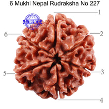 Load image into Gallery viewer, 6 Mukhi Rudraksha from Nepal - Bead No. 227