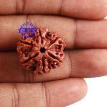 Load image into Gallery viewer, 6 Mukhi Rudraksha from Nepal - Bead No. 3