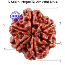 Load image into Gallery viewer, 6 Mukhi Rudraksha from Nepal - Bead No. 4