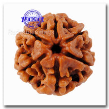 Load image into Gallery viewer, 6 Mukhi Rudraksha from Nepal - Bead No. 64