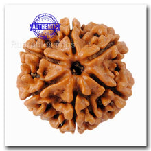 Load image into Gallery viewer, 6 Mukhi Rudraksha from Nepal - Bead No. 66