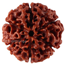Load image into Gallery viewer, 6 Mukhi Hybrid Rudraksha - Bead No. 27