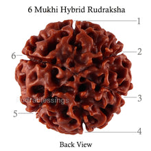 Load image into Gallery viewer, 6 Mukhi Hybrid Rudraksha - Bead No. 27