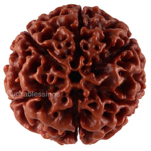 Load image into Gallery viewer, 6 Mukhi Hybrid Rudraksha - Bead No. 28