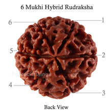 Load image into Gallery viewer, 6 Mukhi Hybrid Rudraksha - Bead No. 28