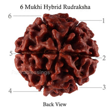 Load image into Gallery viewer, 6 Mukhi Hybrid Rudraksha - Bead No. 29