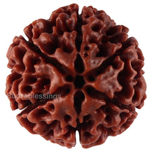 Load image into Gallery viewer, 6 Mukhi Hybrid Rudraksha - Bead No. 31