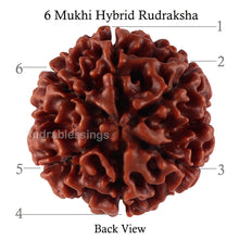 Load image into Gallery viewer, 6 Mukhi Hybrid Rudraksha - Bead No. 31