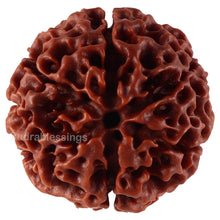 Load image into Gallery viewer, 6 Mukhi Hybrid Rudraksha - Bead No. 33