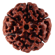 Load image into Gallery viewer, 6 Mukhi Hybrid Rudraksha - Bead No. 34