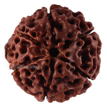 Load image into Gallery viewer, 6 Mukhi Hybrid Rudraksha - Bead No. 35