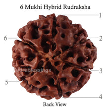Load image into Gallery viewer, 6 Mukhi Hybrid Rudraksha - Bead No. 35
