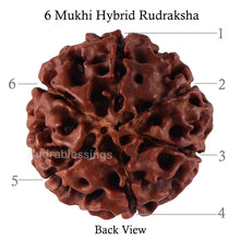 Load image into Gallery viewer, 6 Mukhi Hybrid Rudraksha - Bead No. 35