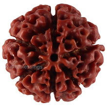 Load image into Gallery viewer, 6 Mukhi Hybrid Rudraksha - Bead No. 37