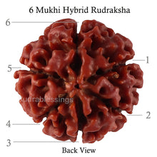 Load image into Gallery viewer, 6 Mukhi Hybrid Rudraksha - Bead No. 37