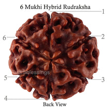 Load image into Gallery viewer, 6 Mukhi Hybrid Rudraksha - Bead No. 38